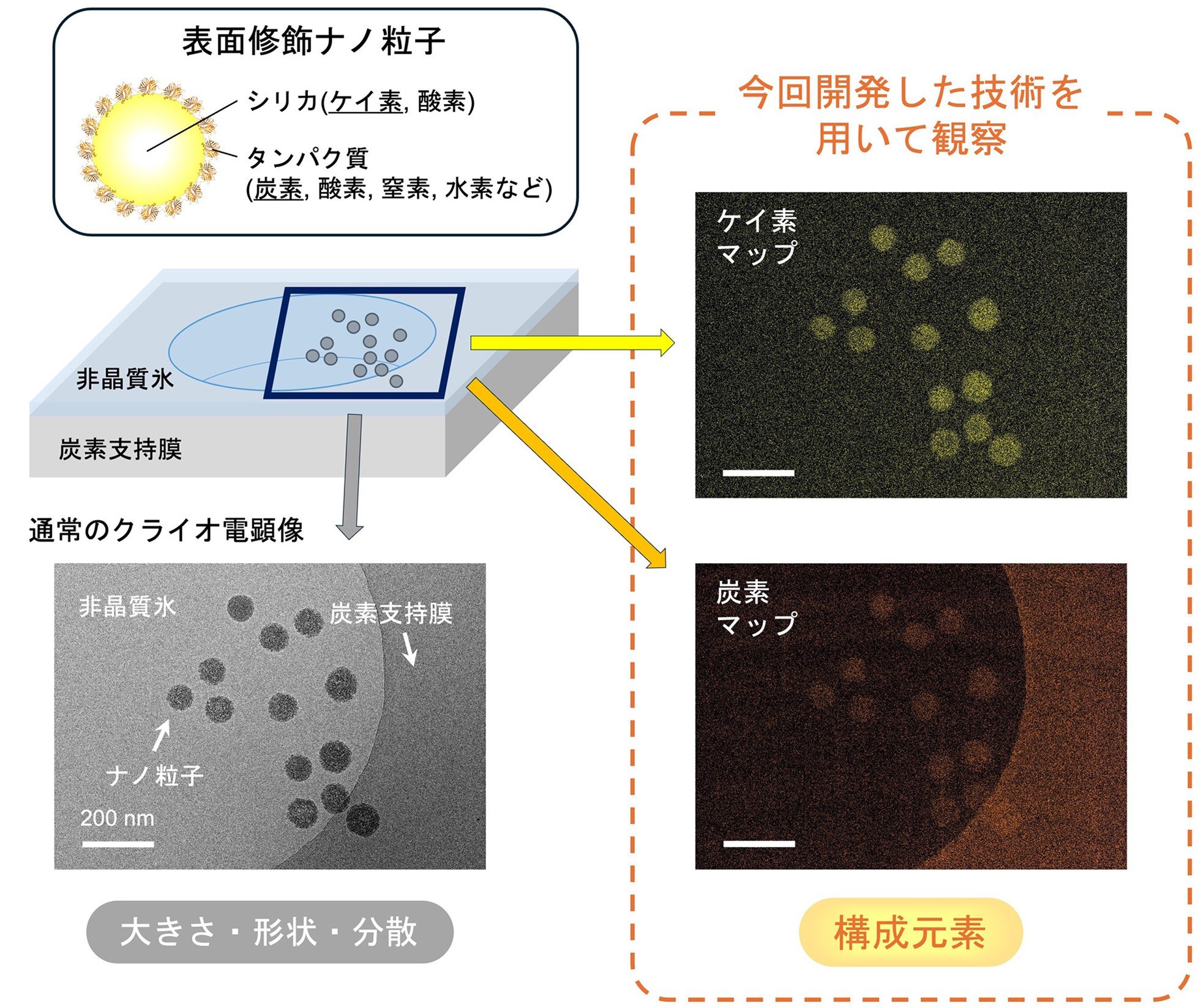 (プレスリリース)凍結溶媒内のナノ材料の元素分布を直接可視化できる技術を開発 〜生命科学から材料科学に至る広範な物質研究への寄与に期待〜(2025/9/11)